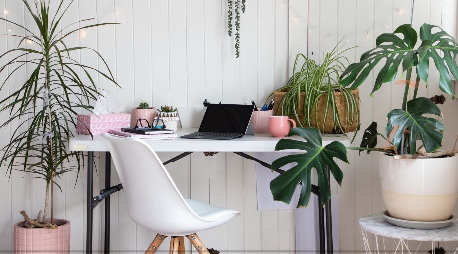 Various house plants positioned on and around a desk, with a white chair.